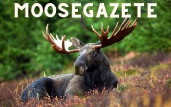 What is Moosegazete? Interesting Things To Know About It