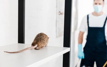 Effective Way for Rodent Control in Your Home
